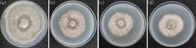 Nondestructive detection of Pleurotus geesteranus strain degradation based on micro-hyperspectral imaging and machine learning